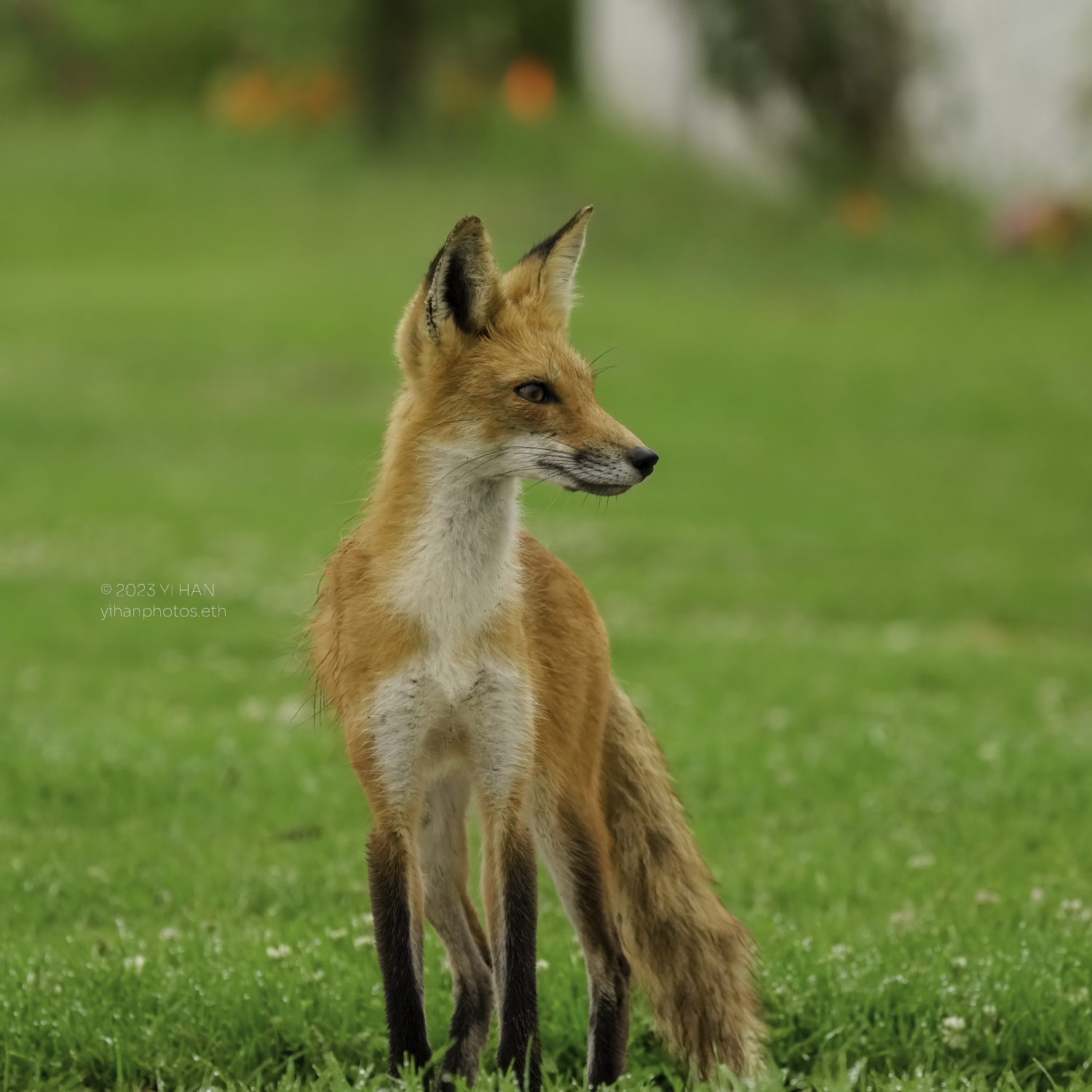 red_fox_4