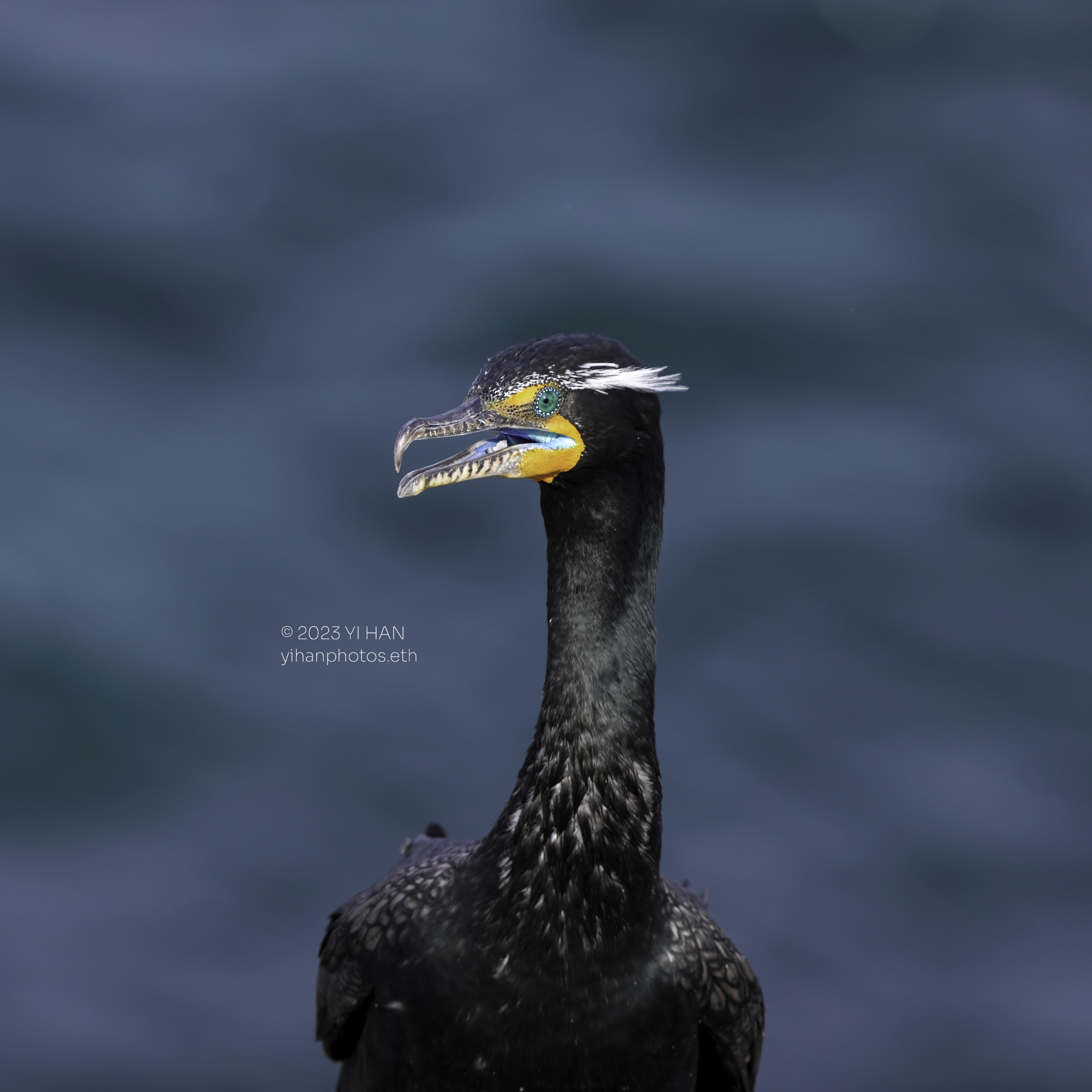 double_crested_cormorant