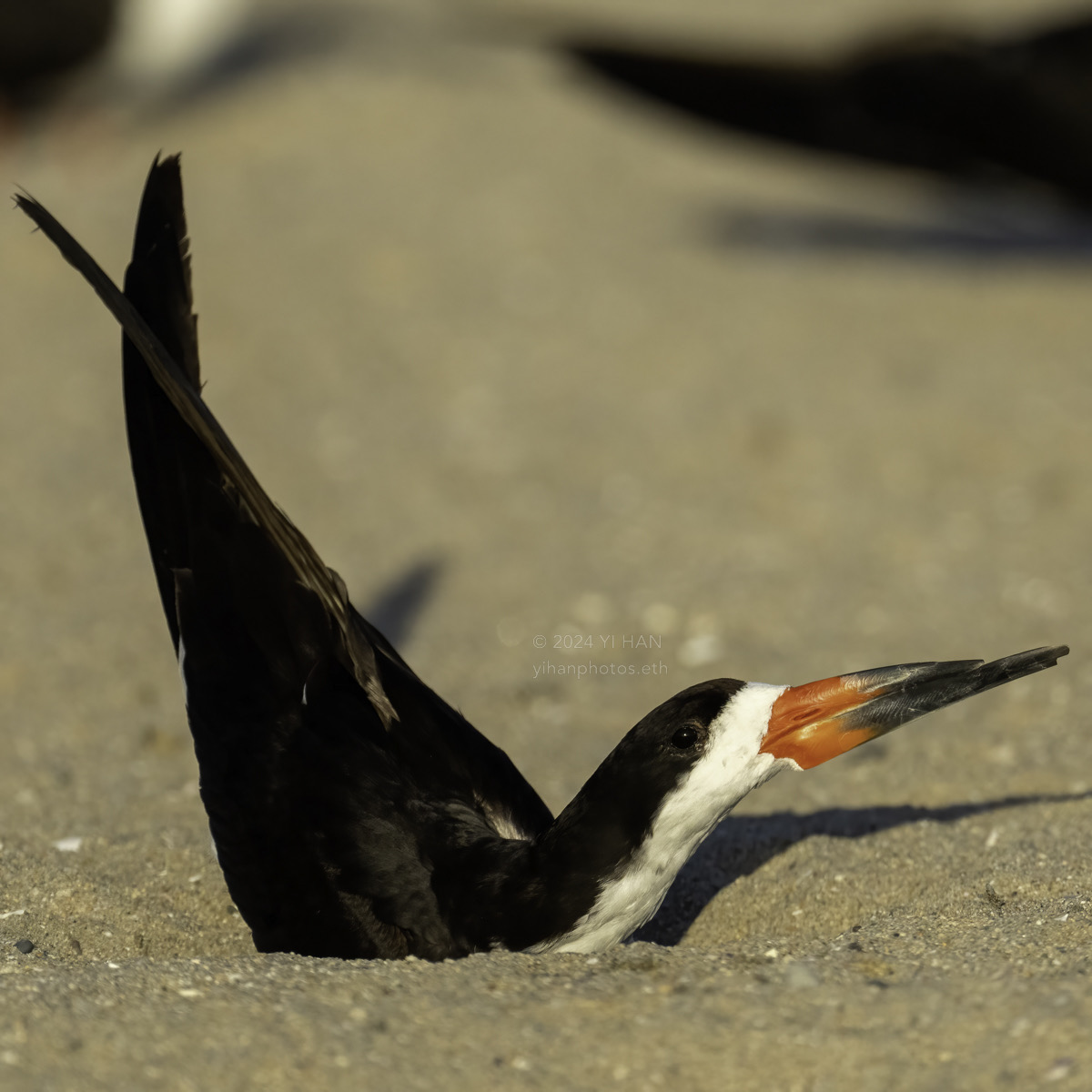 black-skimmer-3