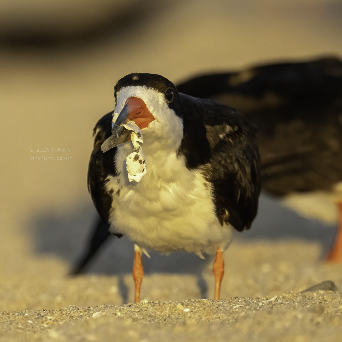 black-skimmer-6