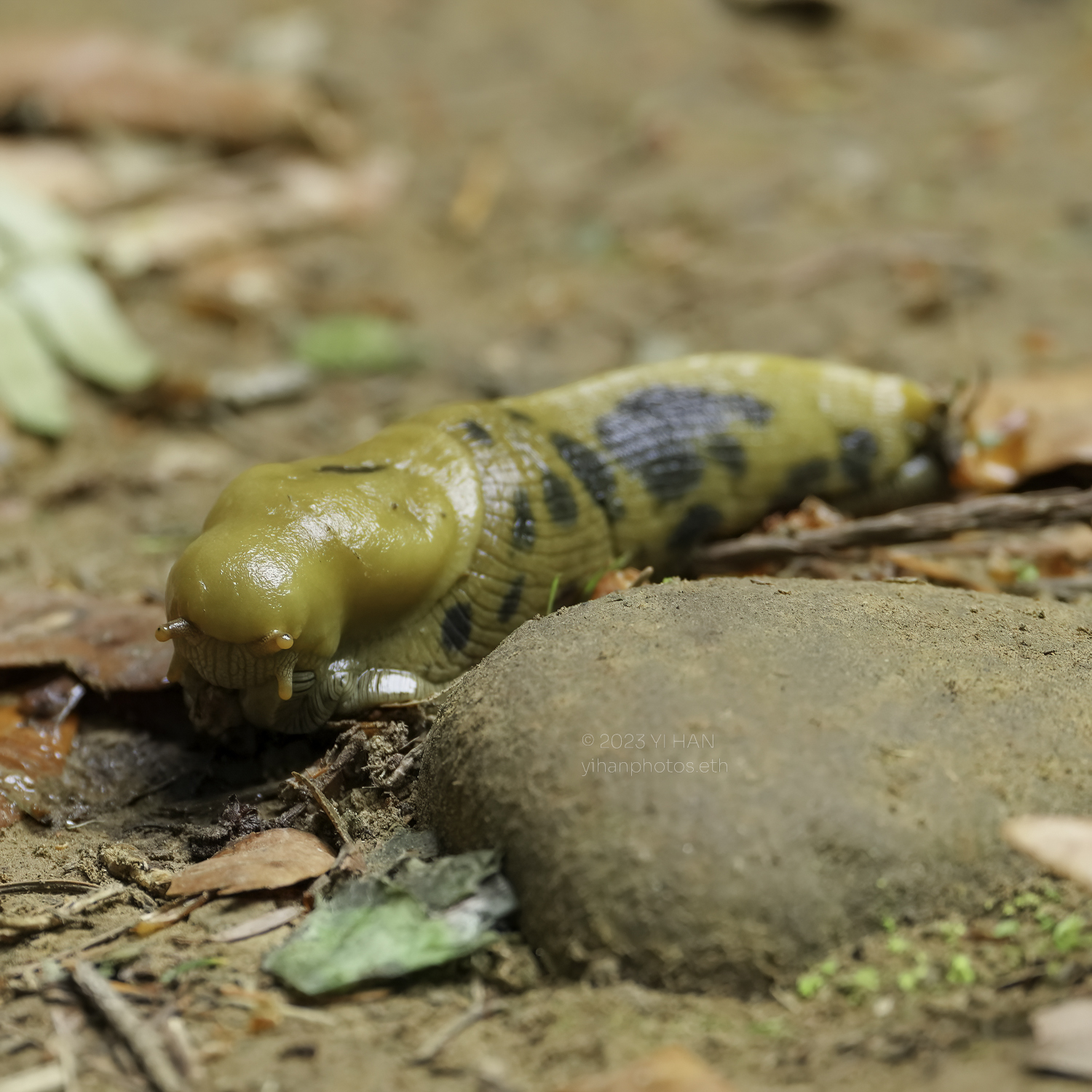 banana_slug