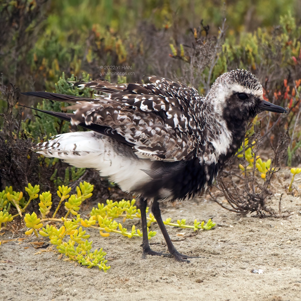 black_bellied_plover