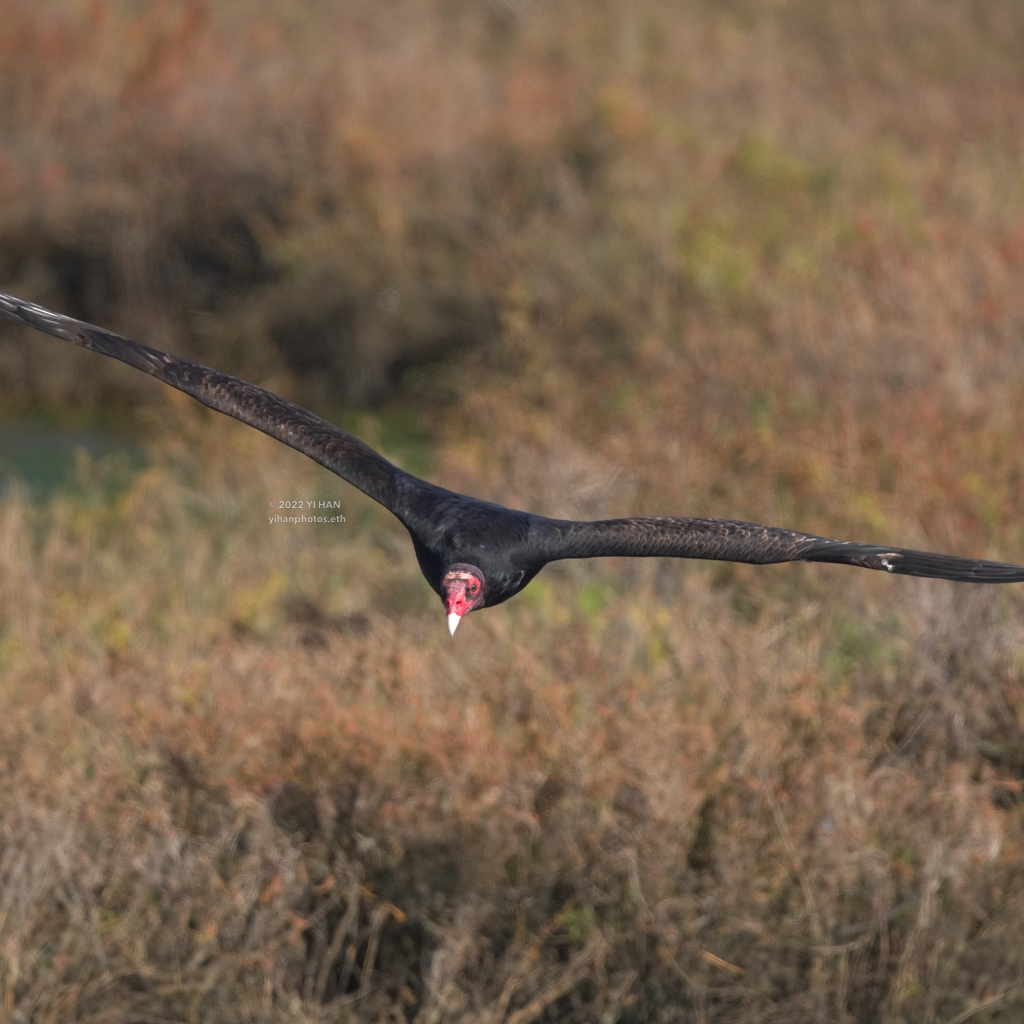 flying_turkey_vulture_1