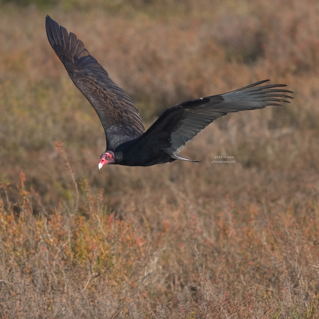 flying_turkey_vulture_2