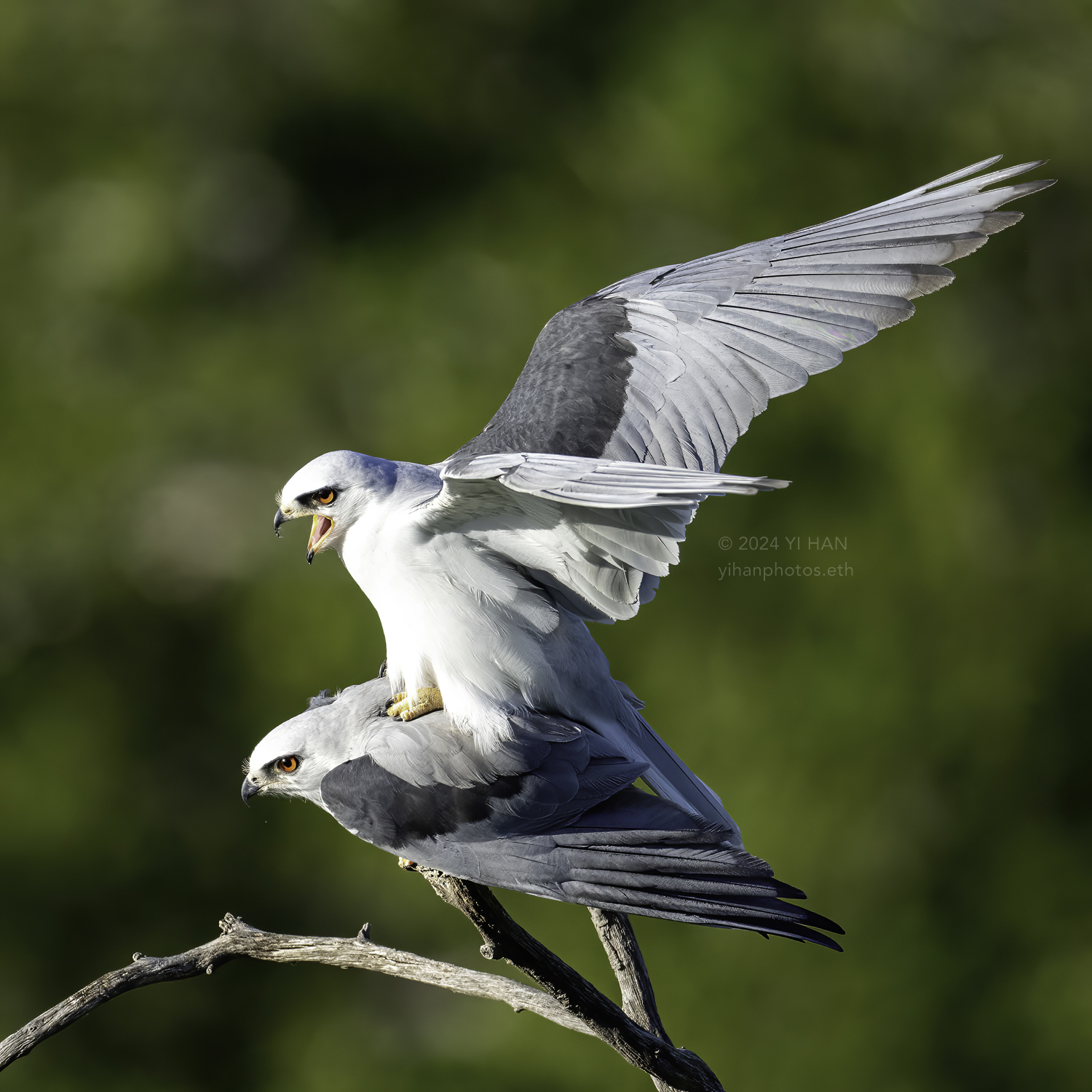 white-tailed_kite_mating_2