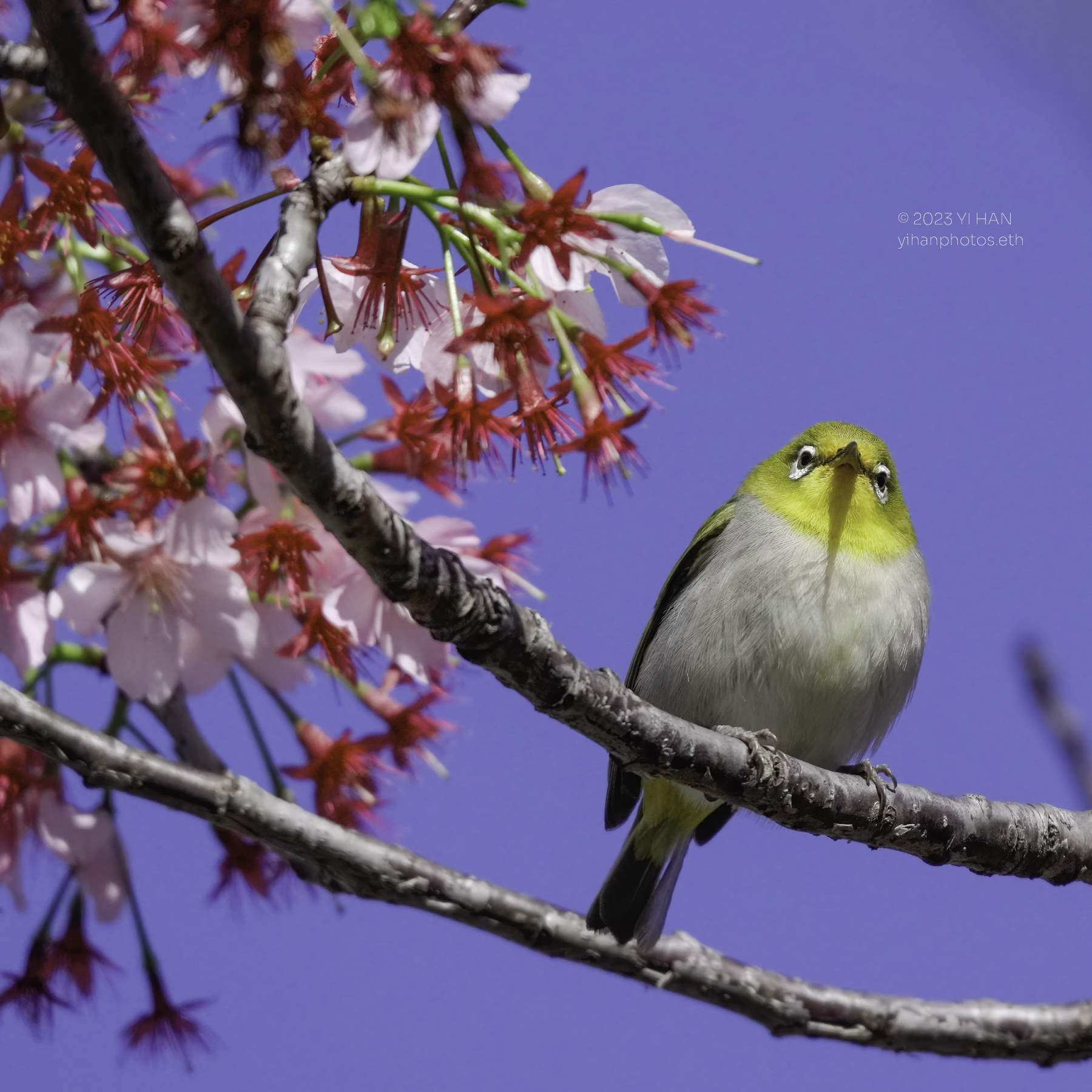 swinhoea_white_eye_2