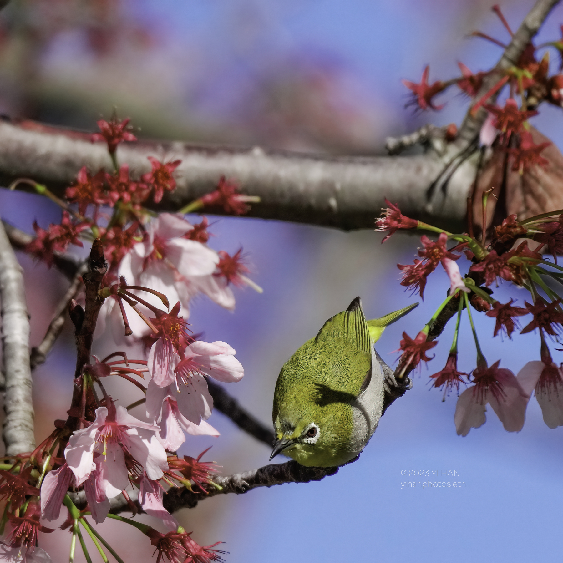 swinhoea_white_eye_3