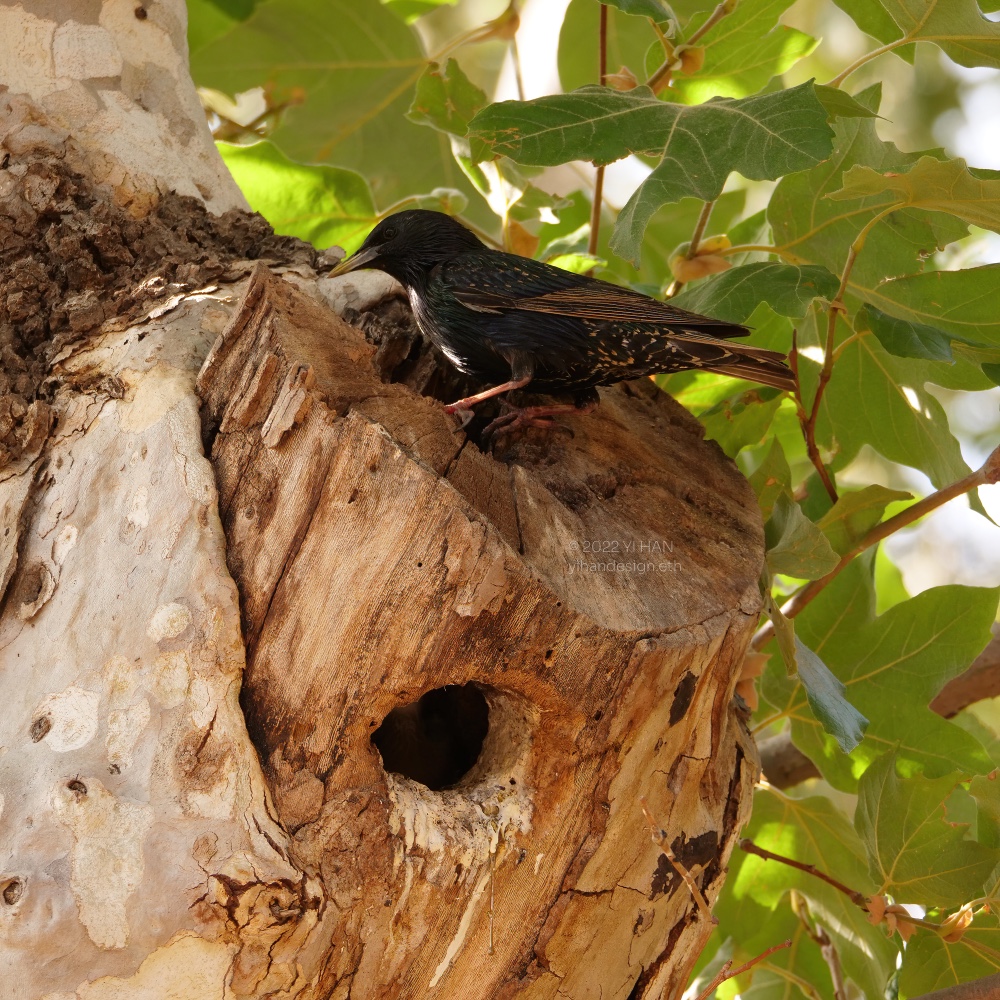 european starling_2.jpg