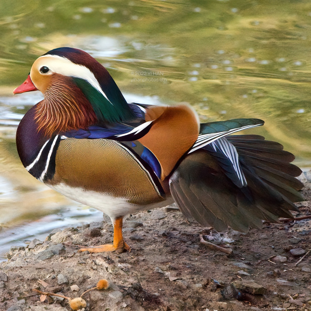 mandarin_duck_3