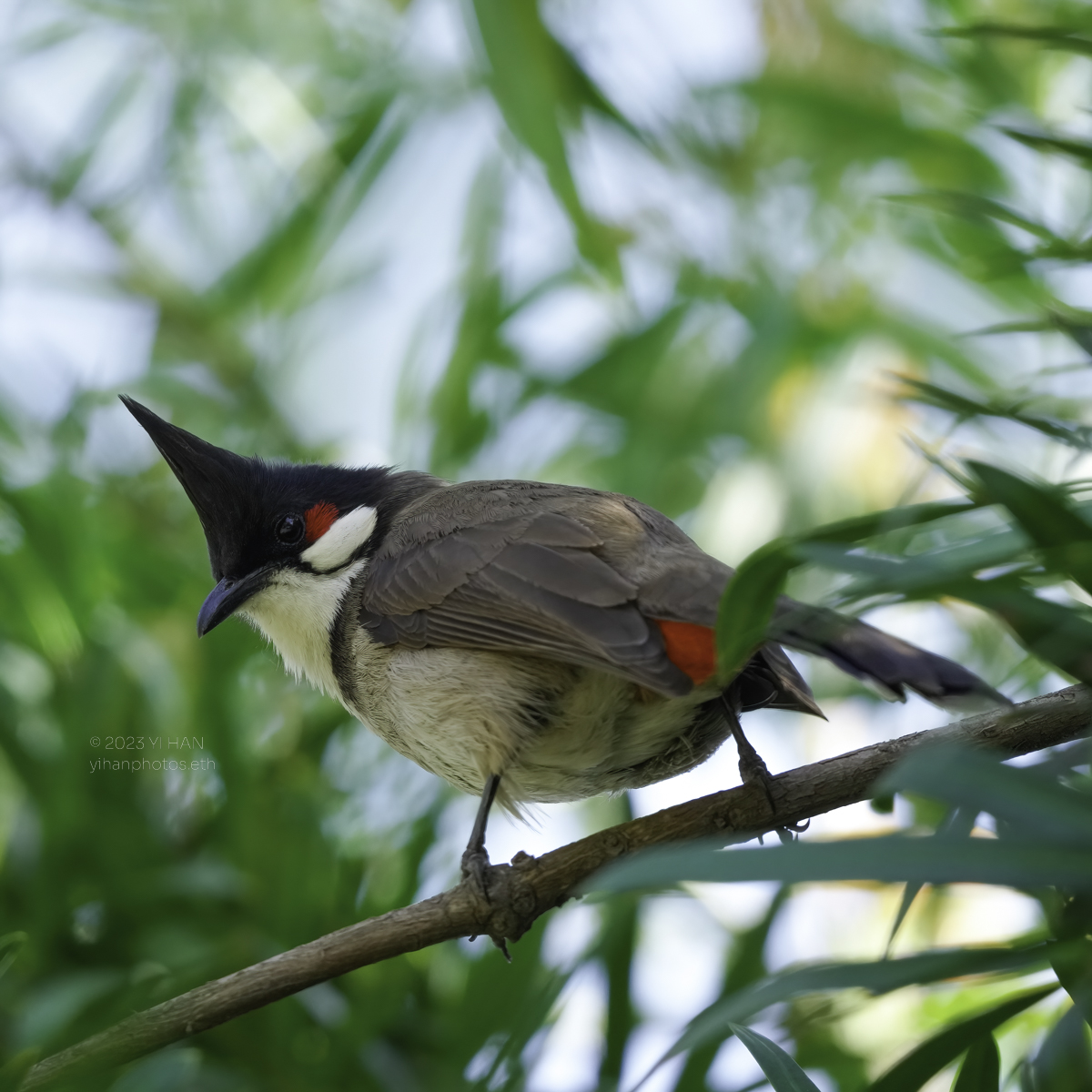 red_whiskered_bulbul_3