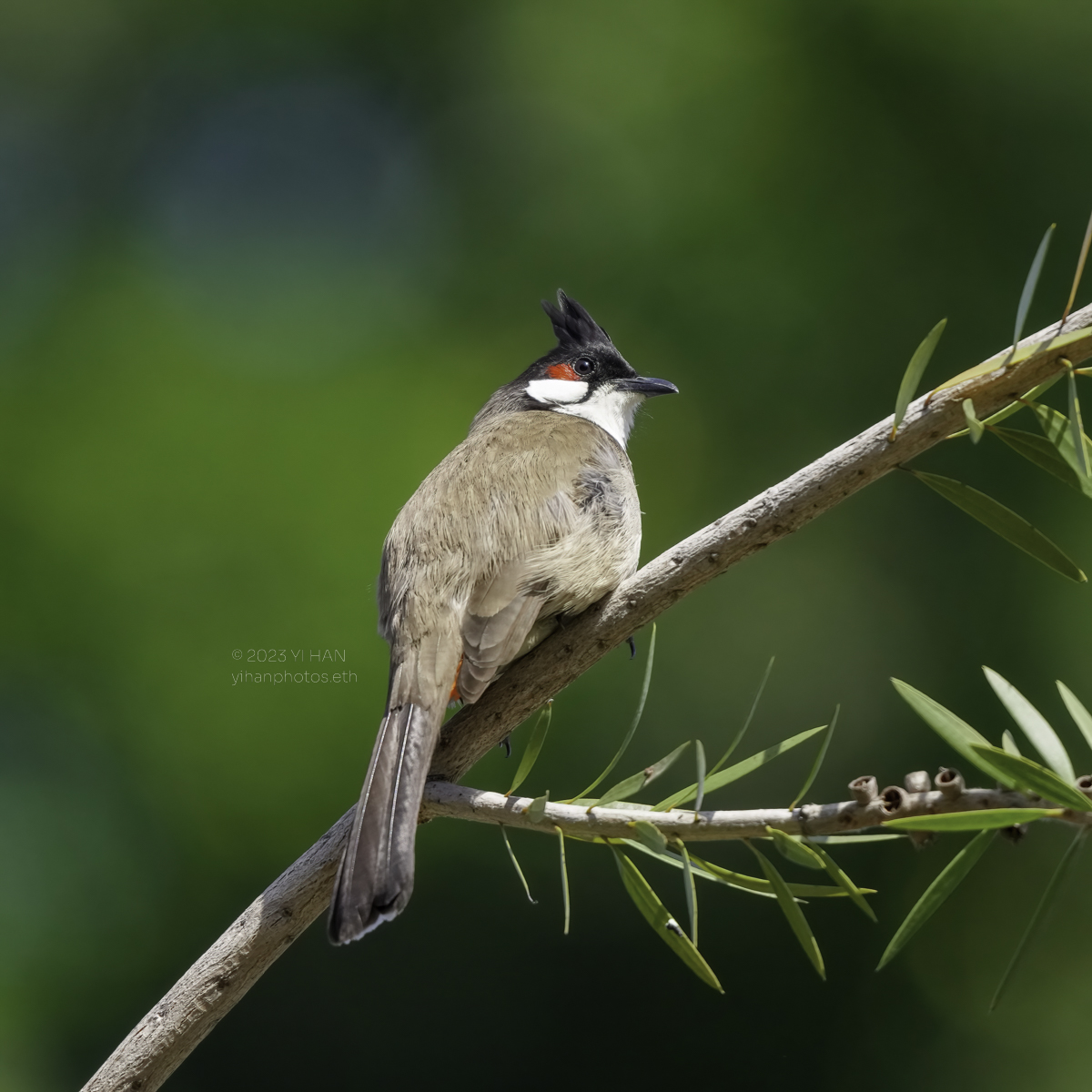 red_whiskered_bulbul_4