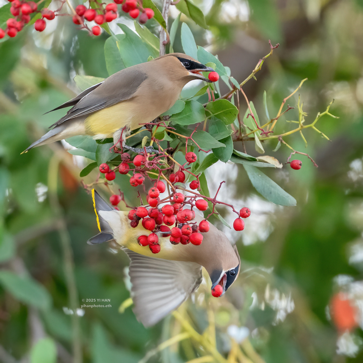 waxwing-3