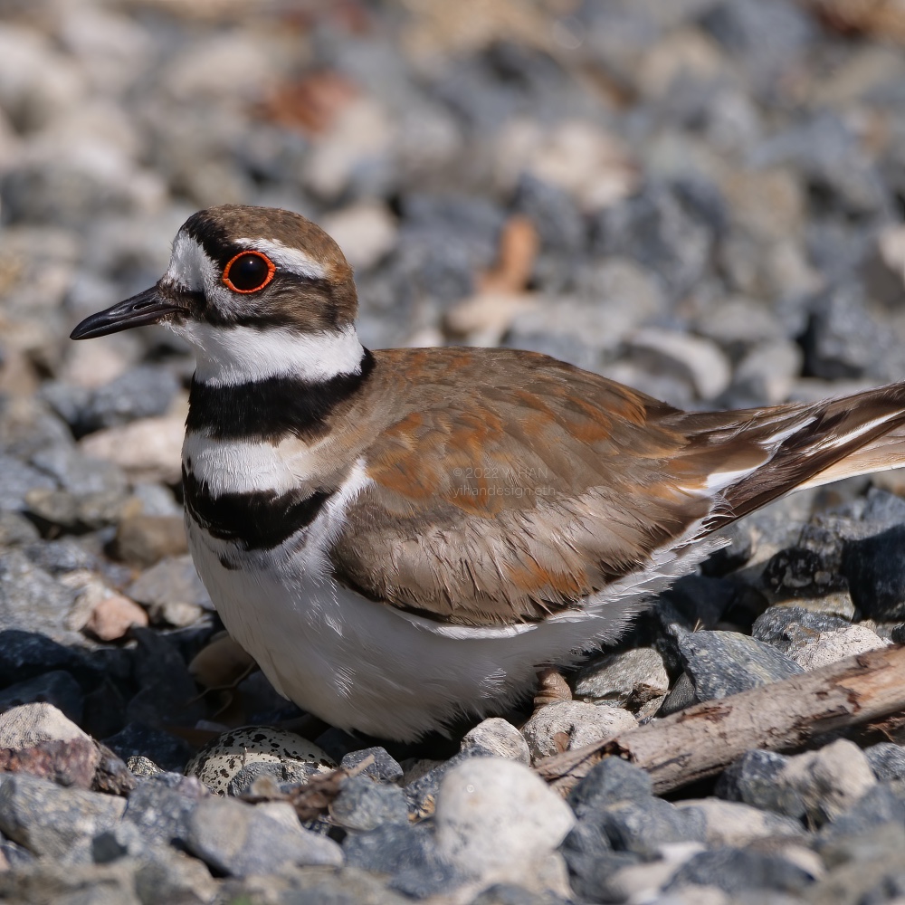 killdeer and eggs_2.jpg