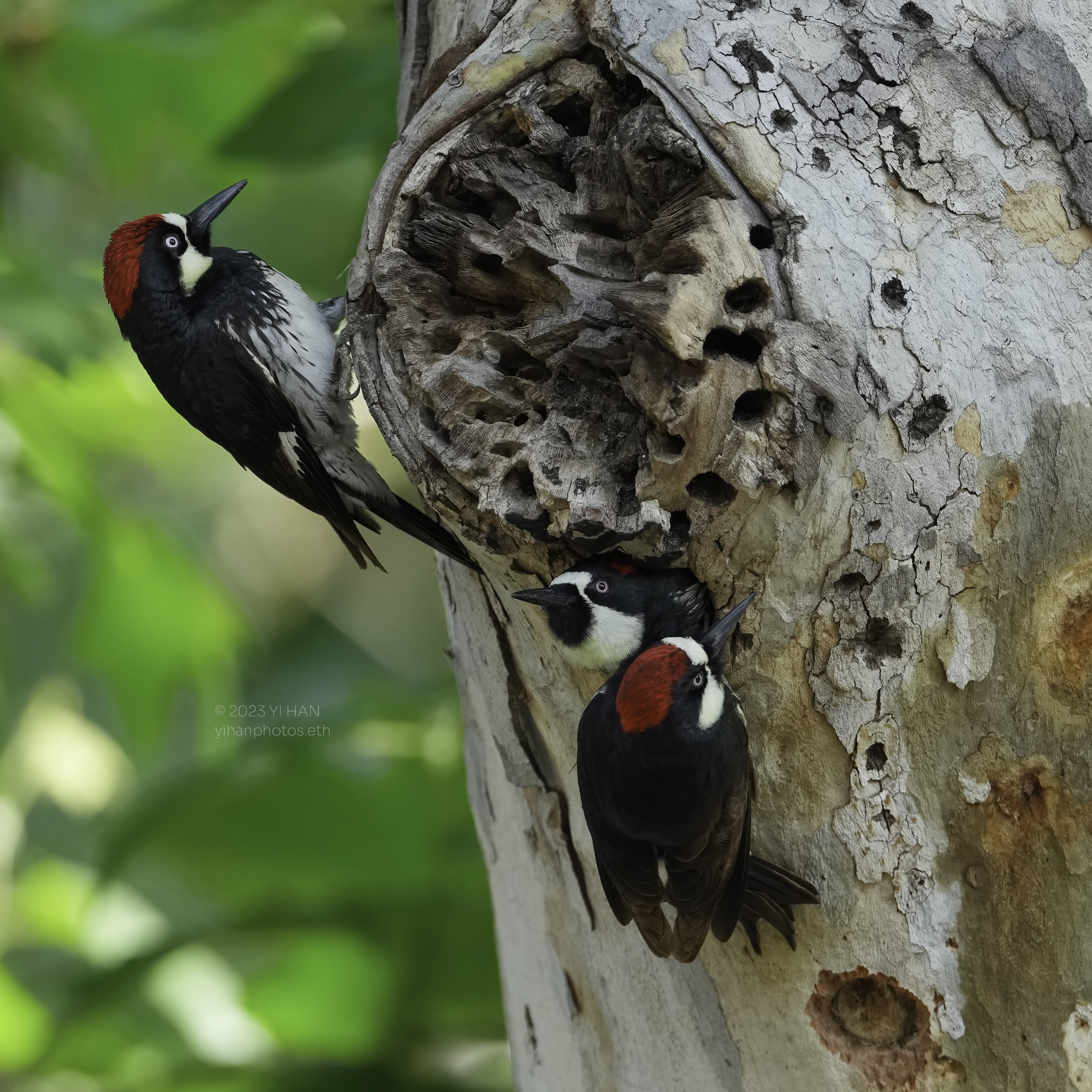 acorn_woodpeckers