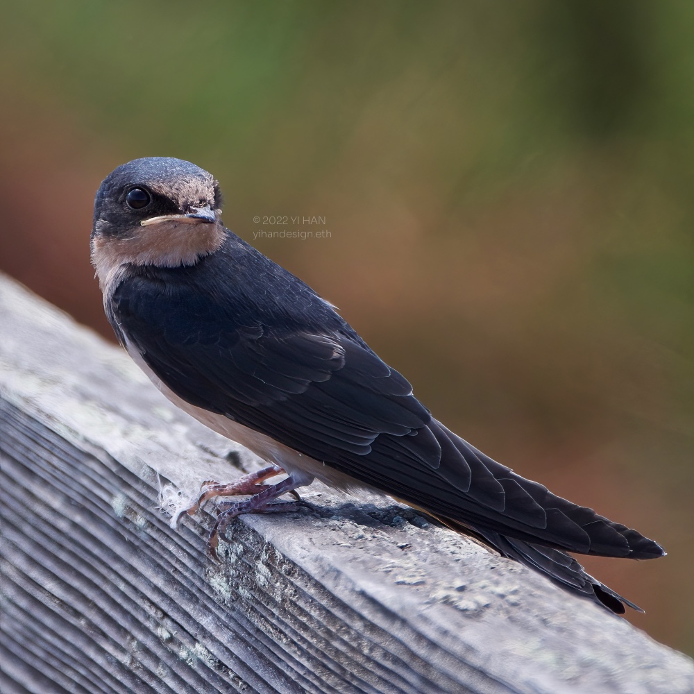 barn swallow_3.jpg