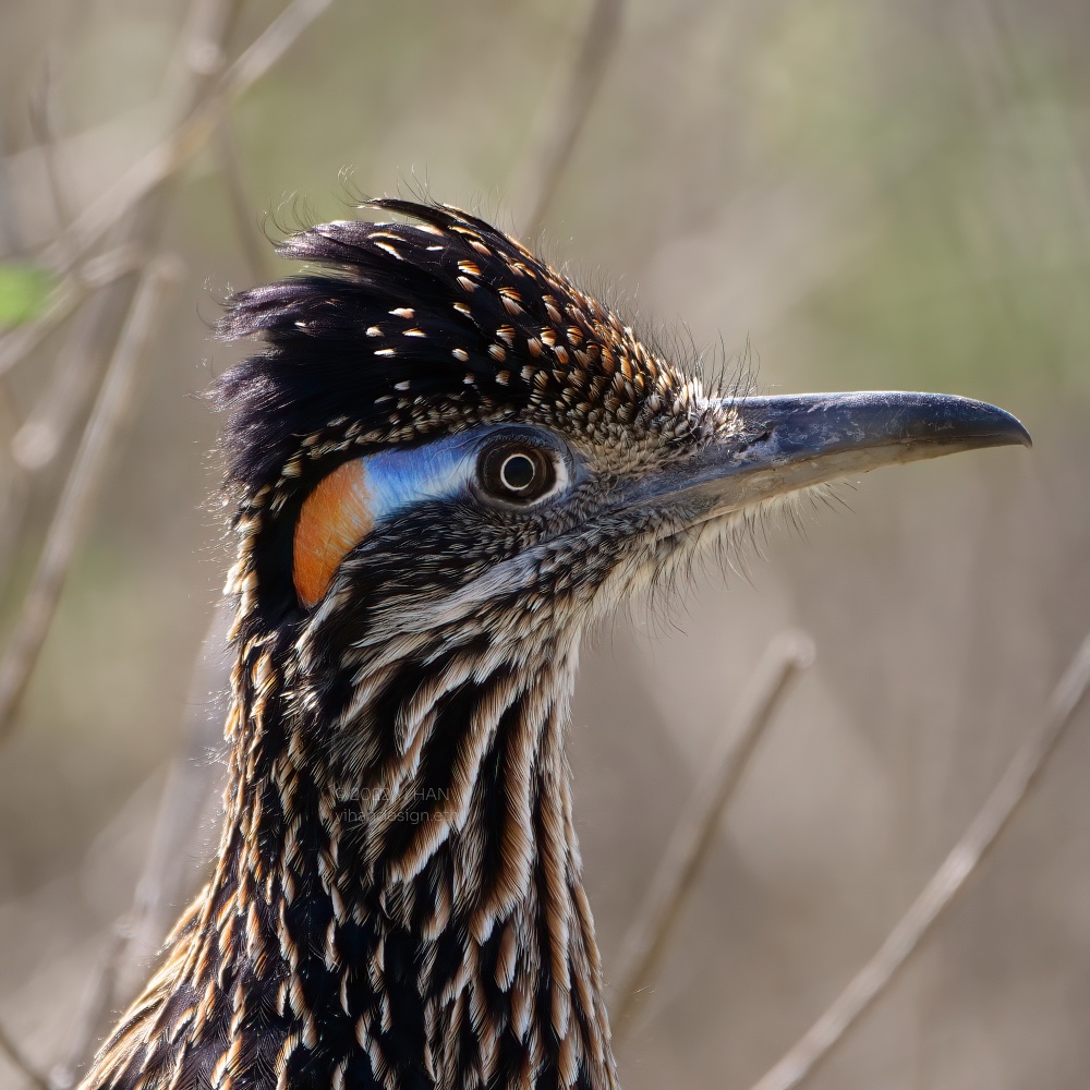 greater roadrunner.jpg