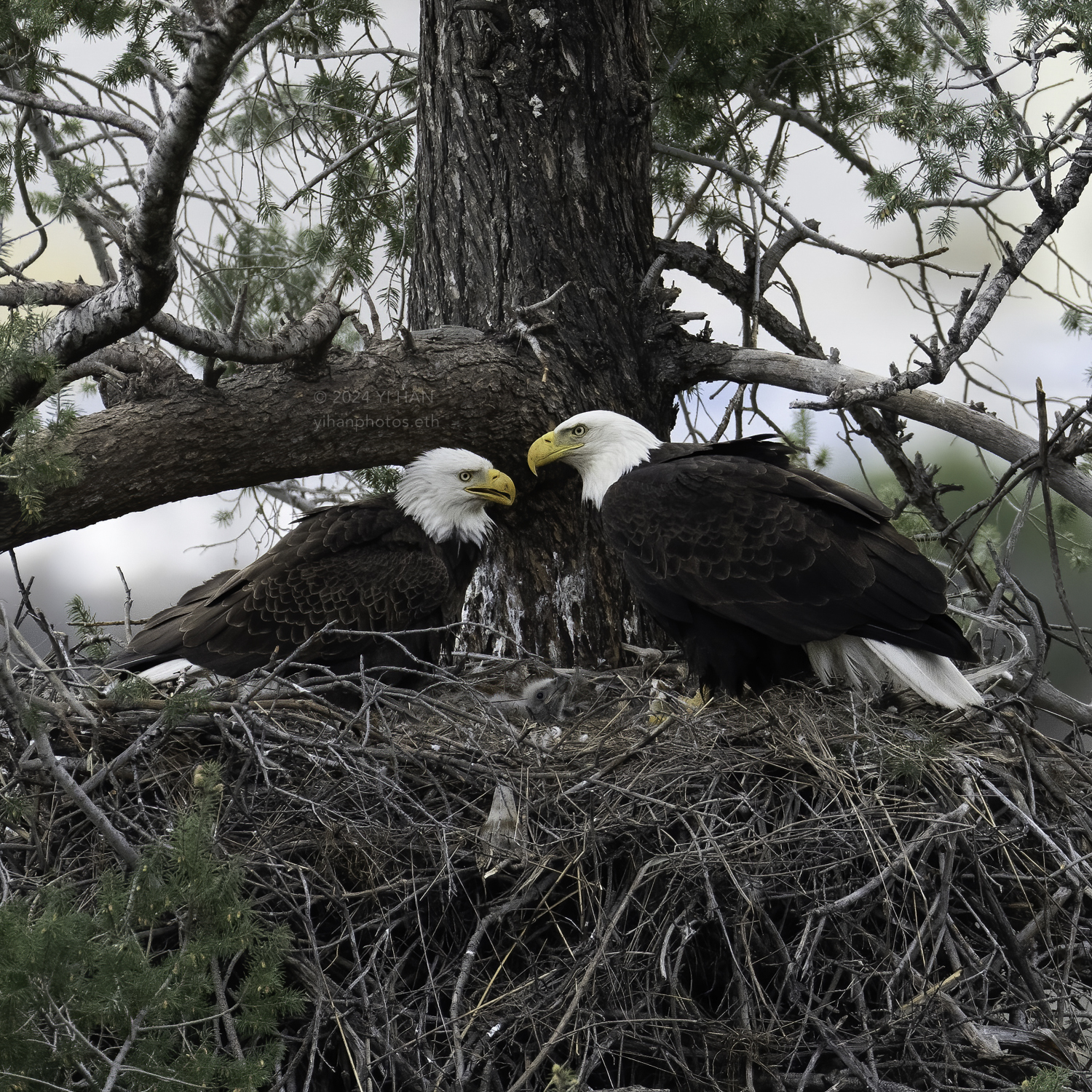 bald_eagle_family