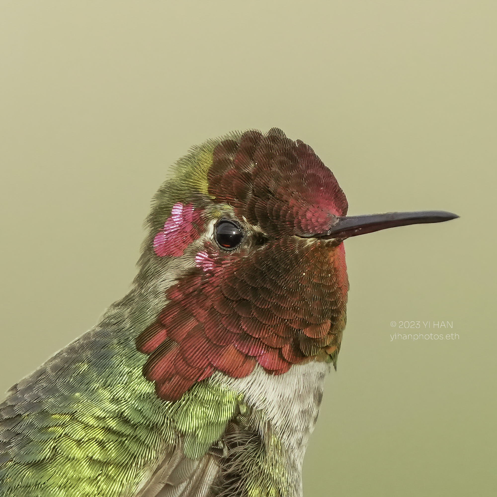 annas_hummingbird_1