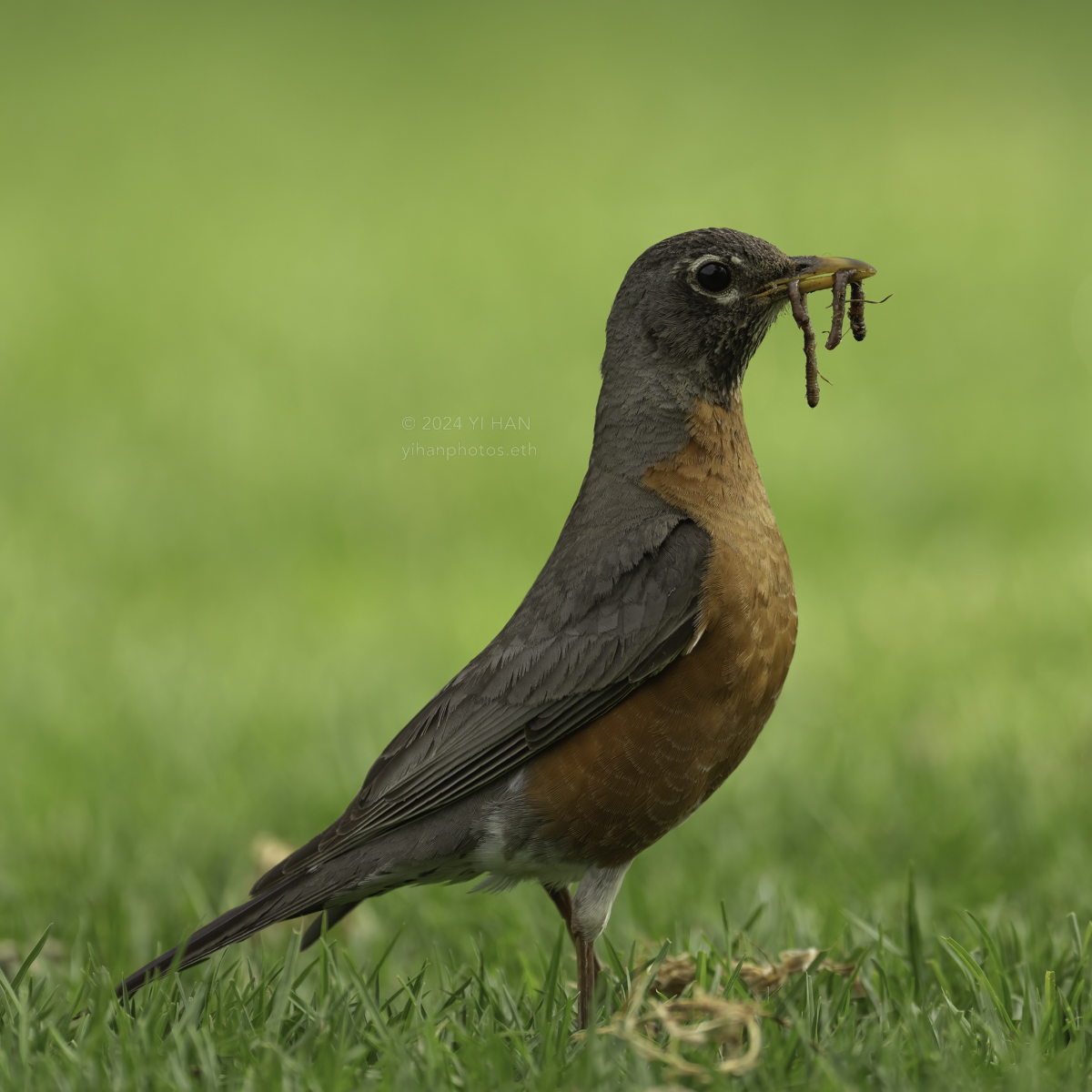 american-robin-female-3