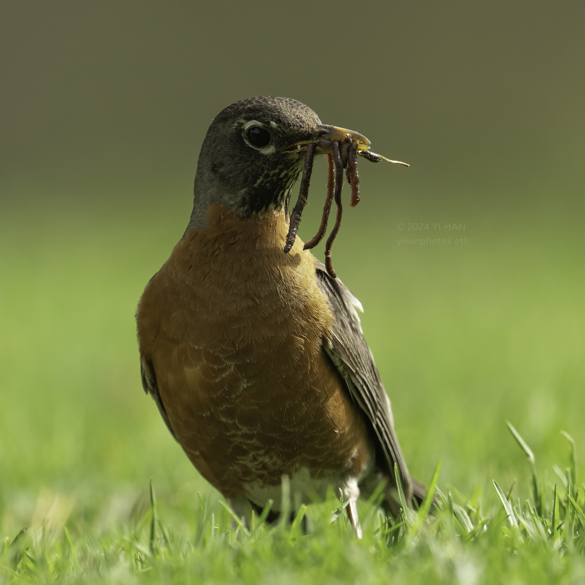 american-robin-female-5