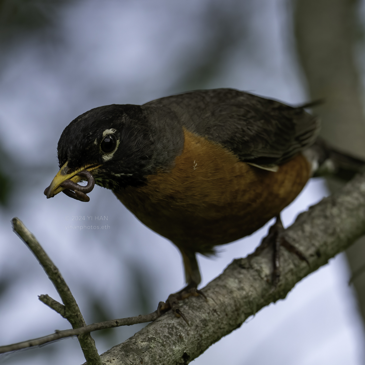 american-robin-male-3