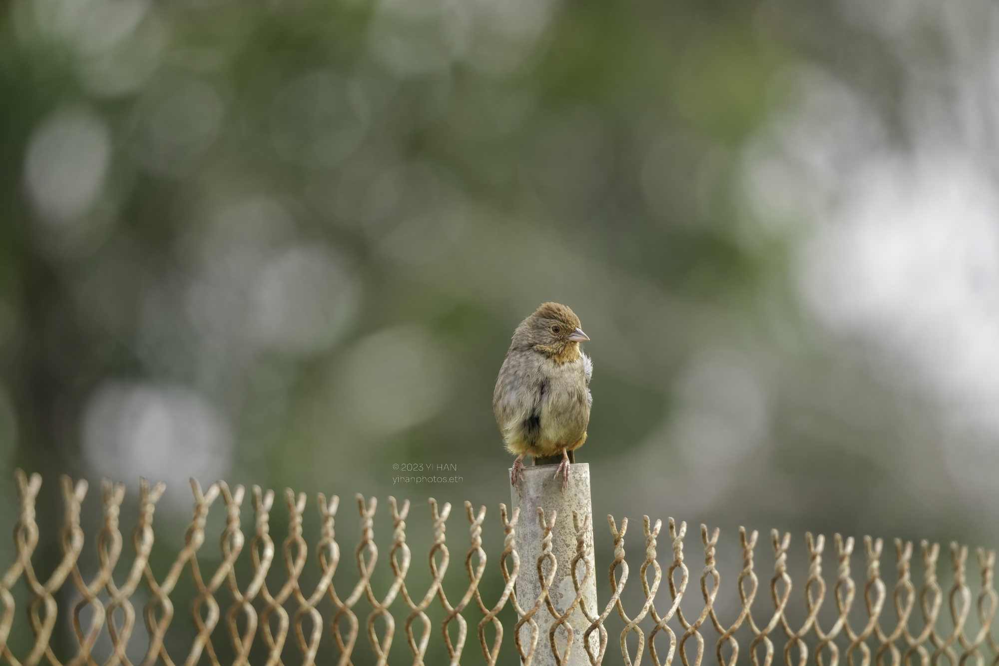 california_towhee_1