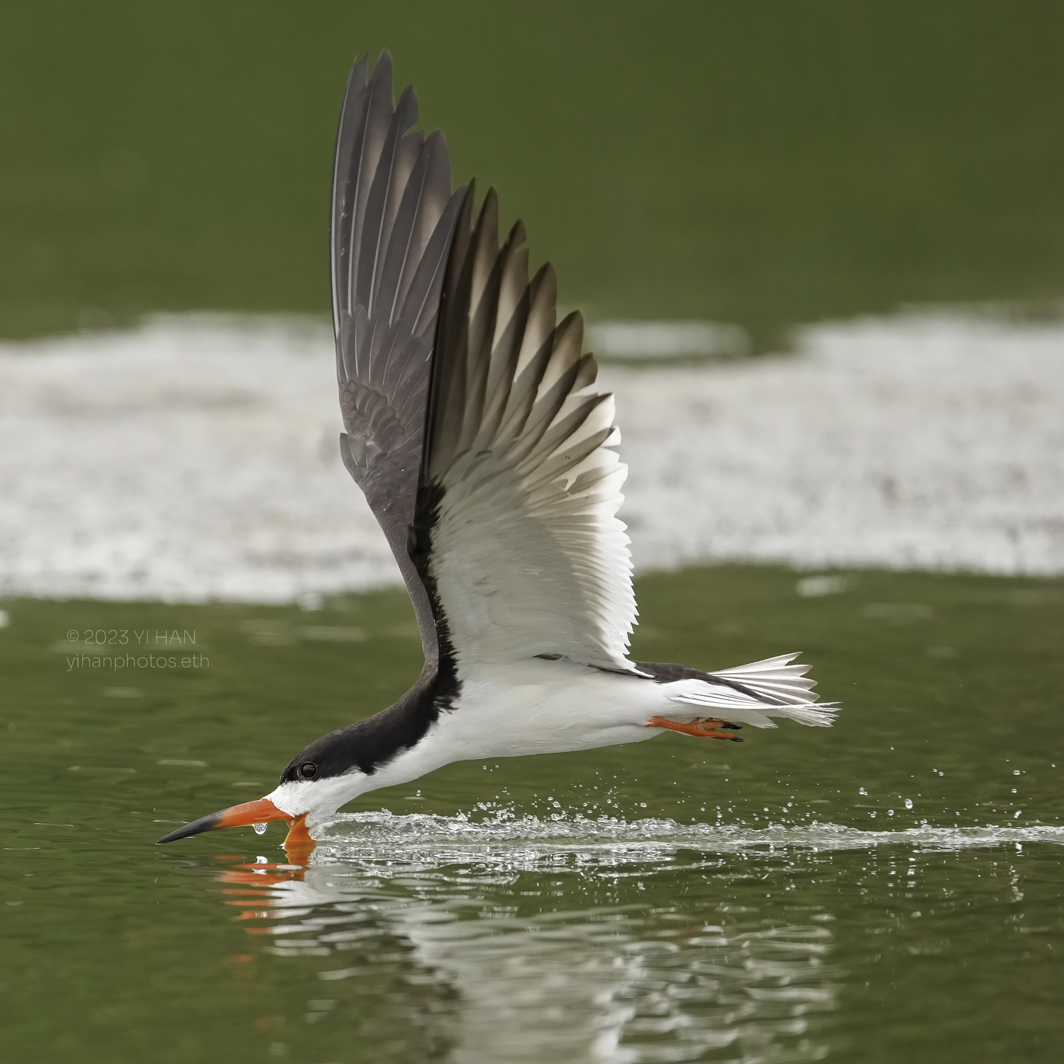 black_skimmer_4