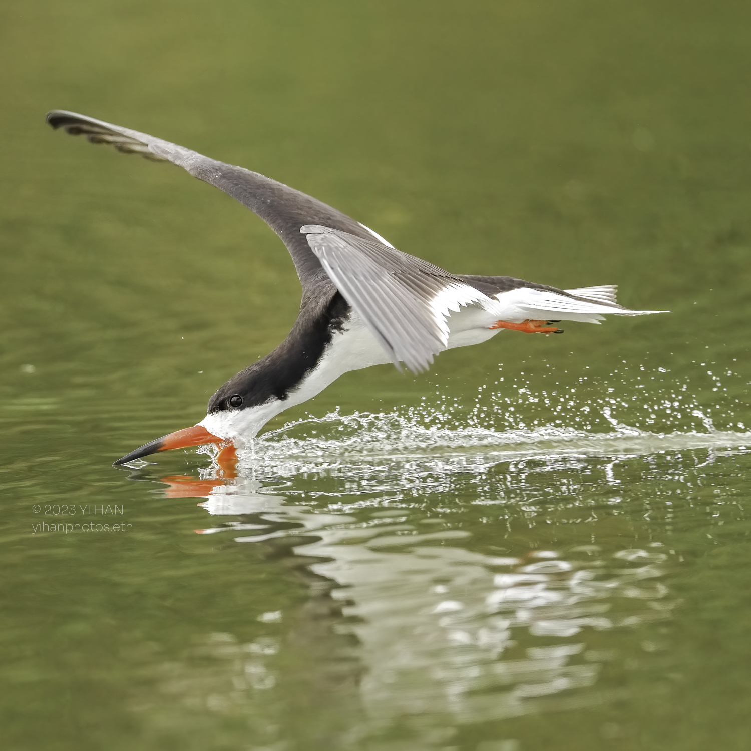 black_skimmer_7