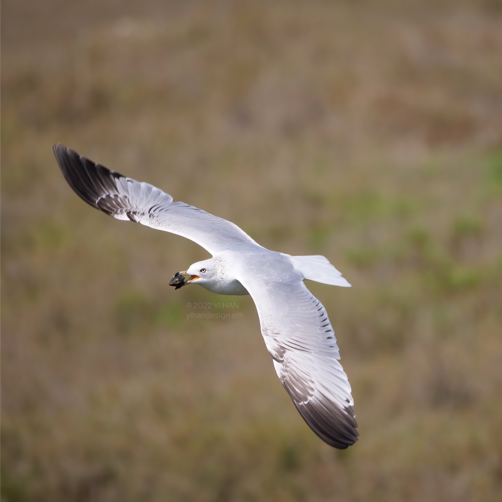 ring-billed gull has a clam_2.jpg