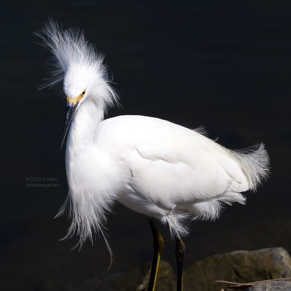 snowy egret_3.jpg