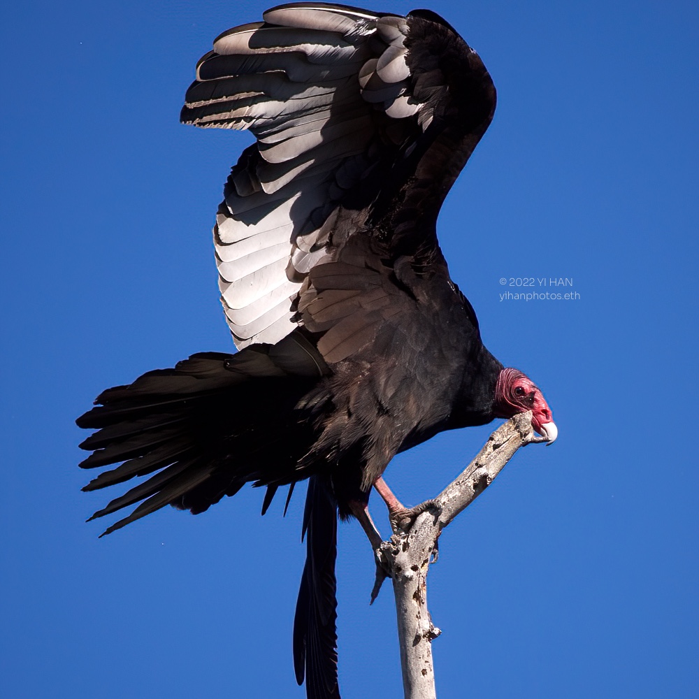 turkey_vulture_blue_1