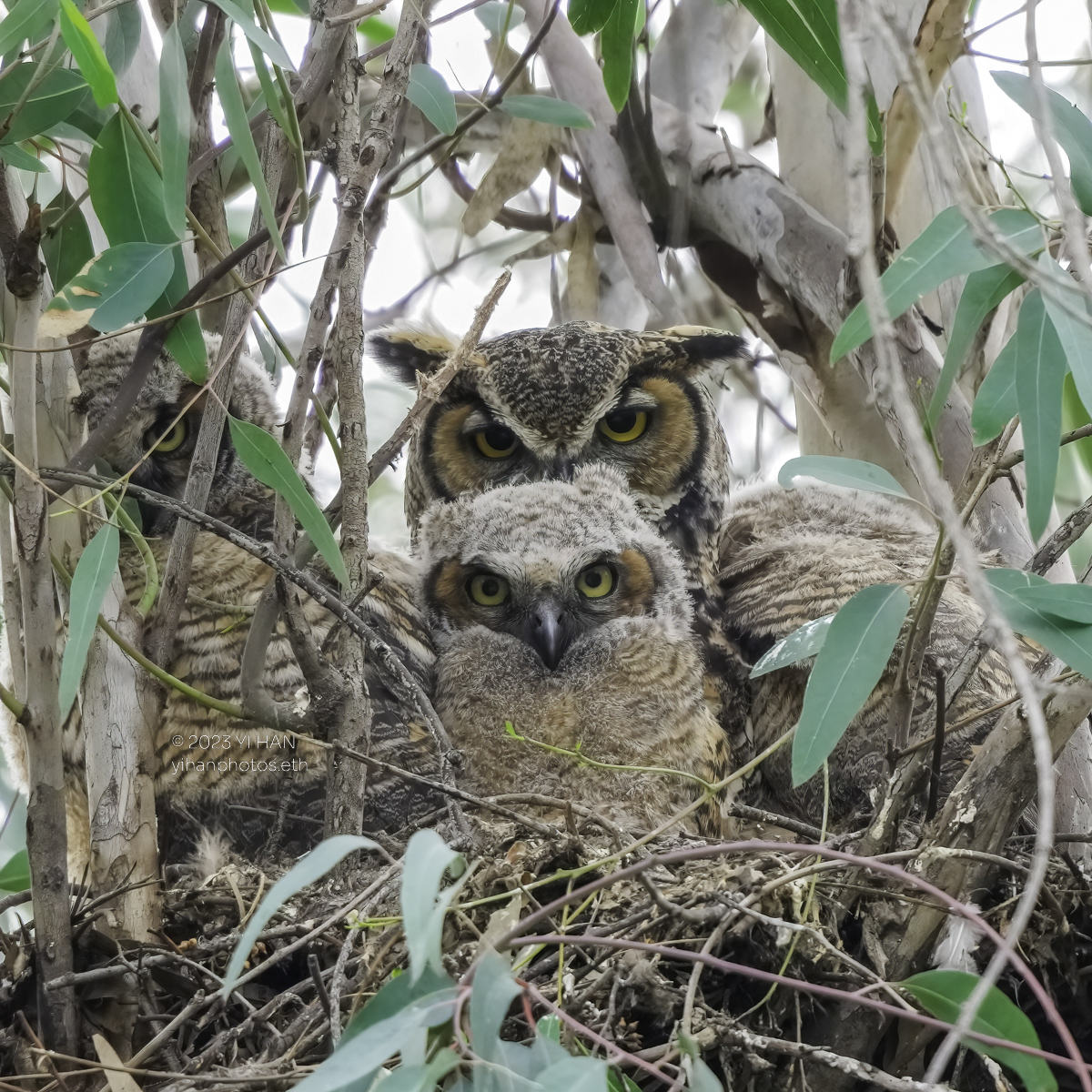 great_horned-owl_4