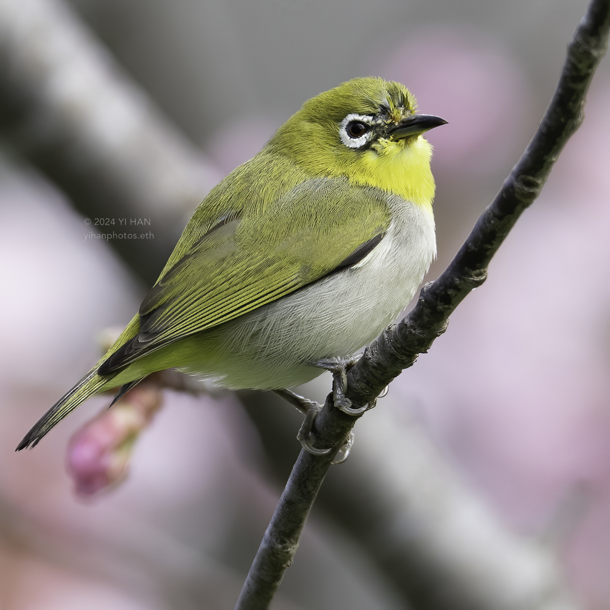 swinhoe‘s_white-eye_5