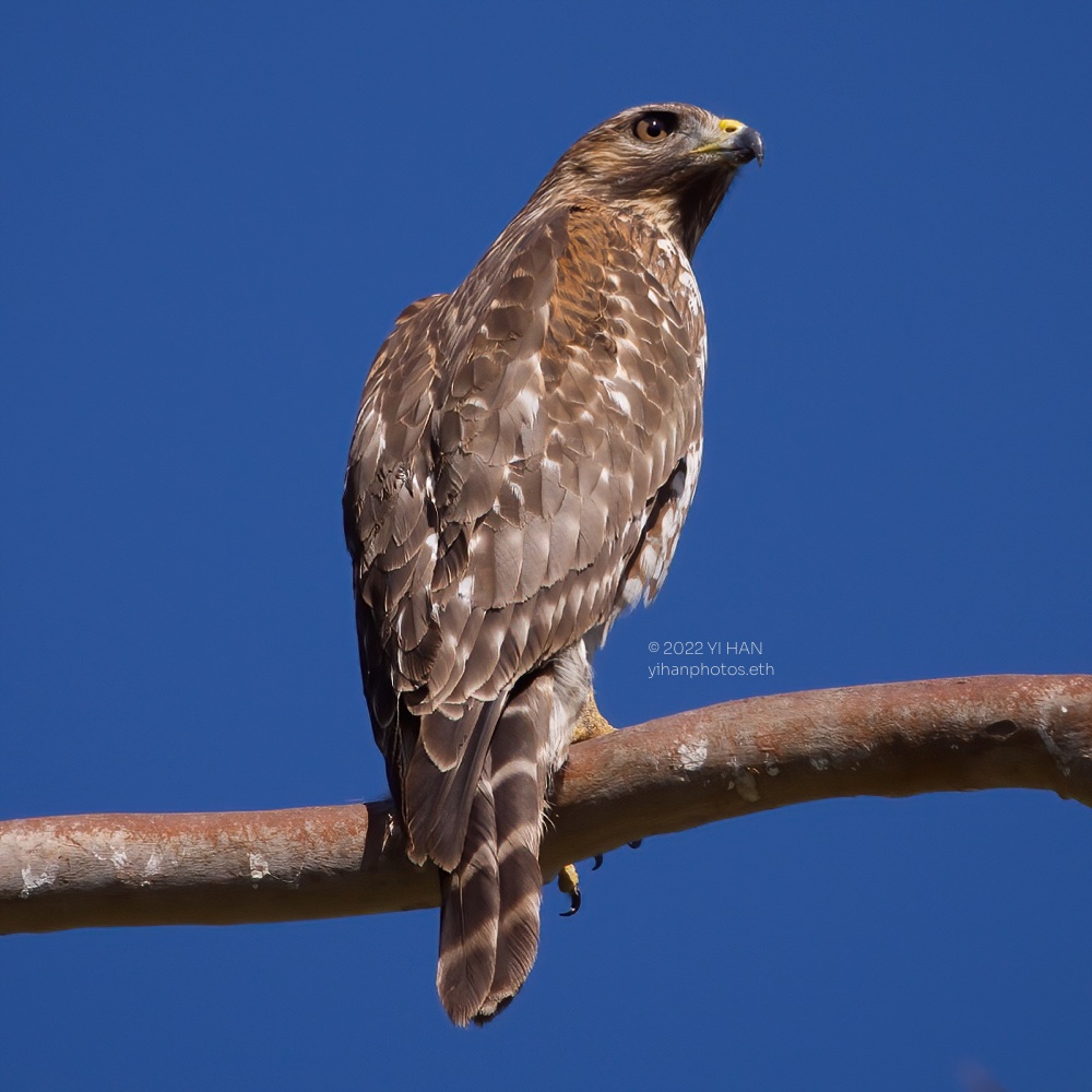 red_shouldered_hawk_blue